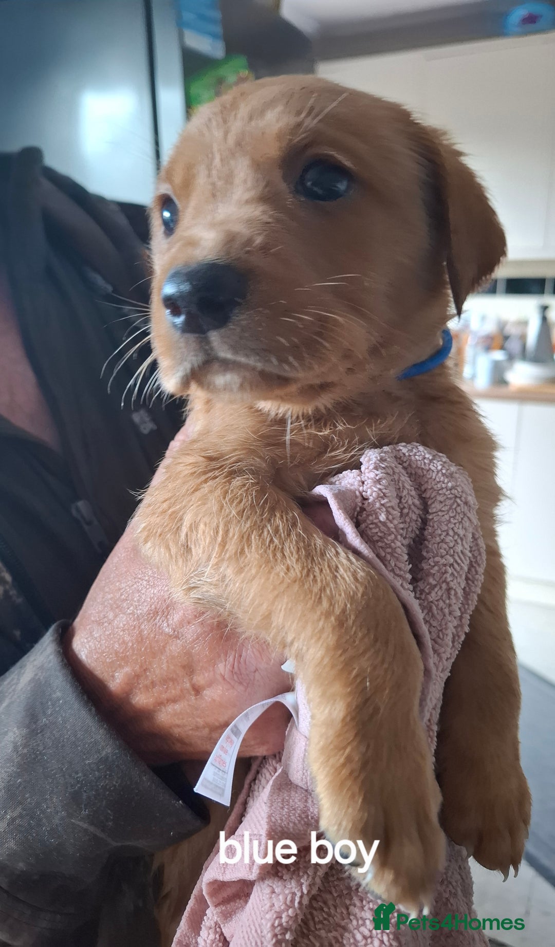 Labrador Retriever dogs for sale: Mix of fox red and yellow labrador puppies - Image 3