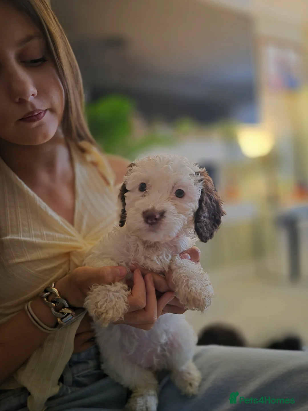 Cockapoo dogs for sale: F2 generation cockerpoo puppys  - Advert 2