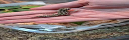 Gecko reptiles for sale: Viper geckos in Brandon - Advert 4