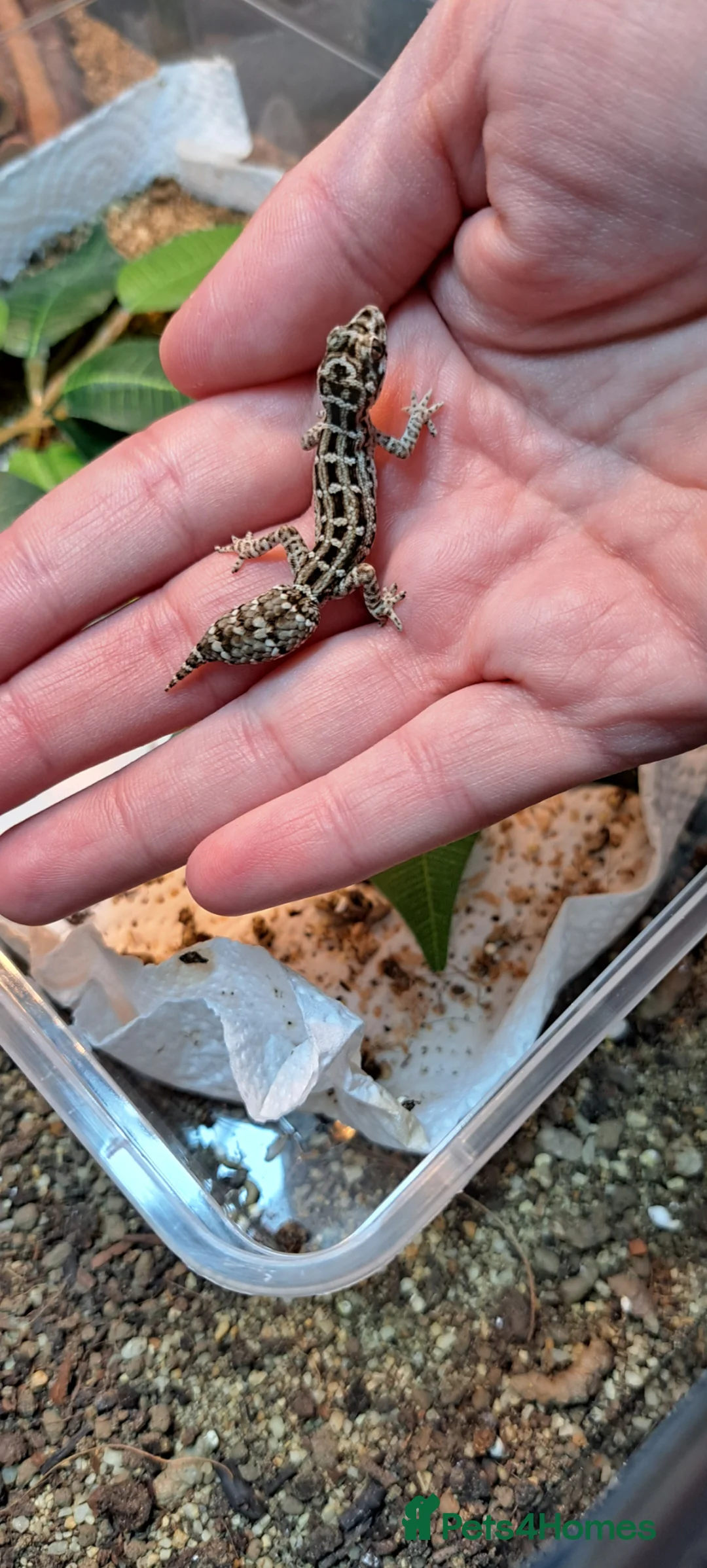 Gecko reptiles for sale: Viper geckos in Brandon - Advert 4