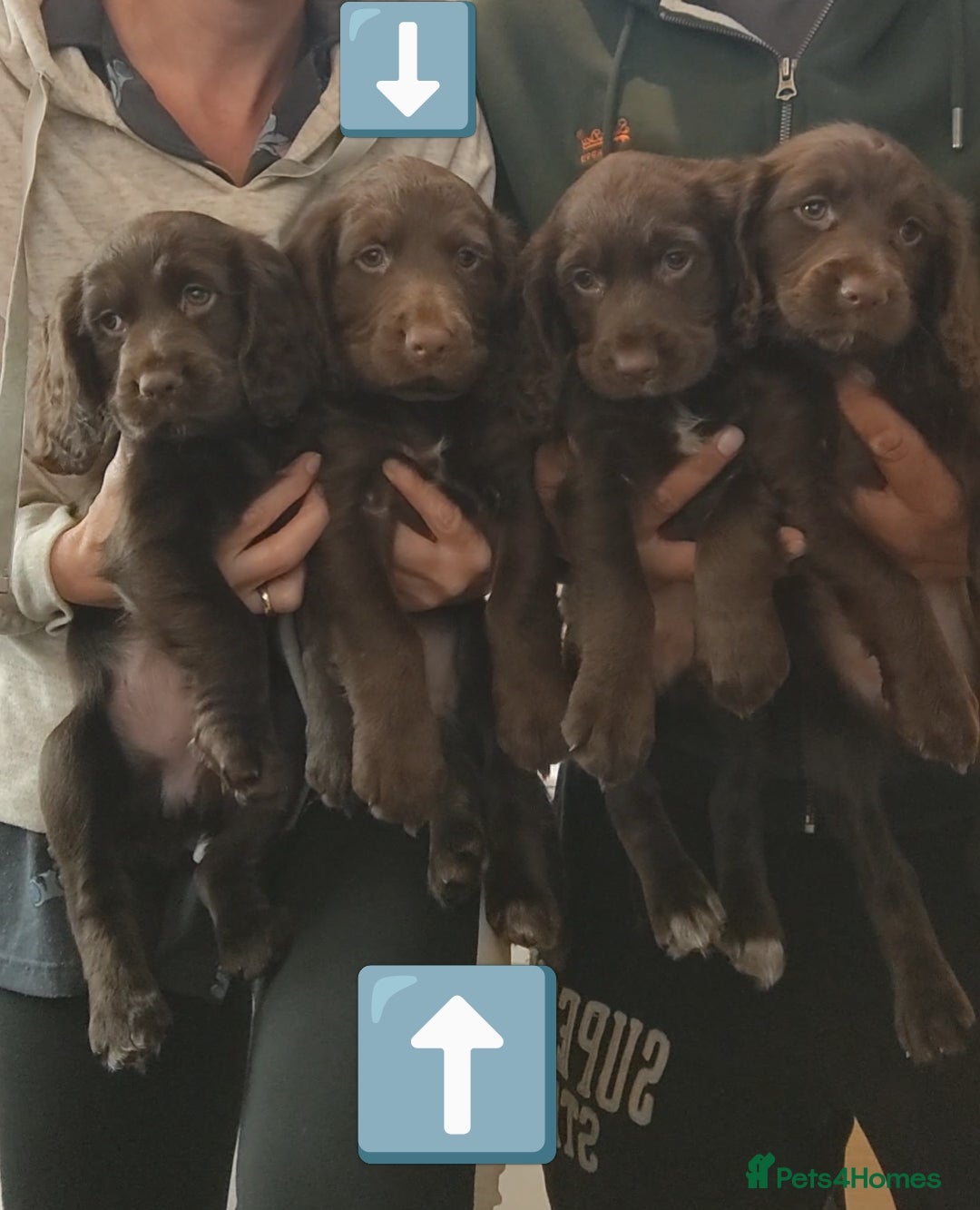 Cocker Spaniel dogs KC Cocker Spaniel Pups (worker) *Read description* - Advert 2