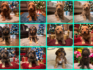 Cockapoo dogs WAITING LIST OPEN FOR SHOW SPANIELS AND COCKAPOOS - Advert 13