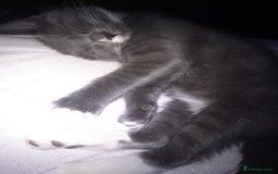 Mixed Breed cats for sale: Cute lil grey bengal cross russion blue - Image 3