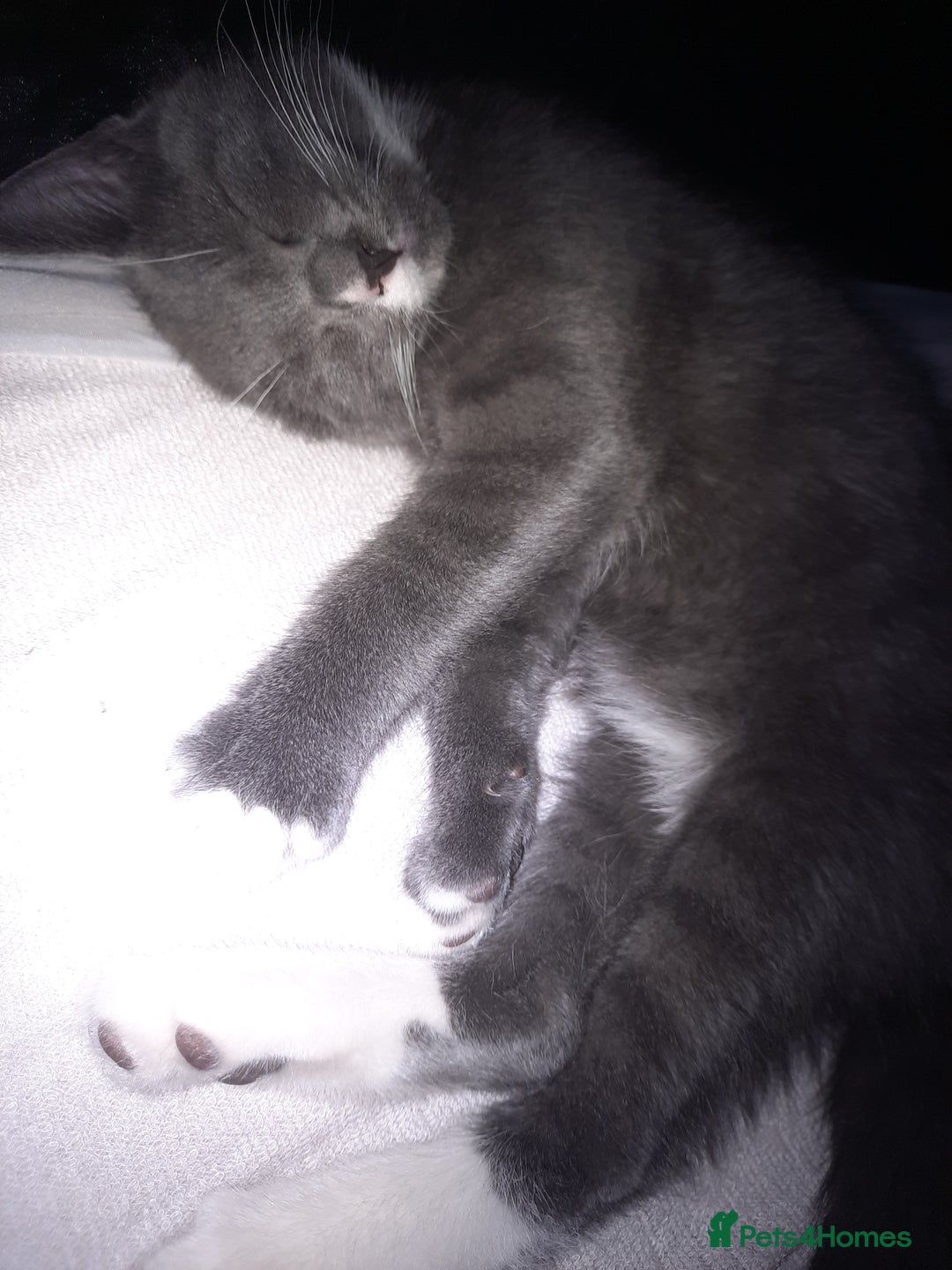 Mixed Breed cats for sale: Cute lil grey bengal cross russion blue - Image 3