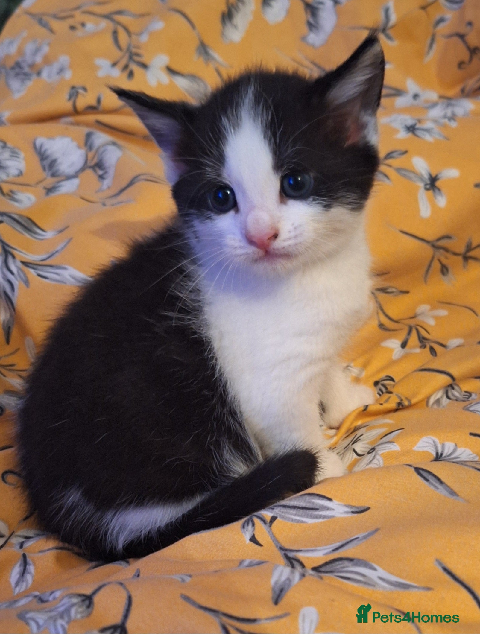 Mixed Breed cats Mixed Half Bengal kittens  - Advert 4