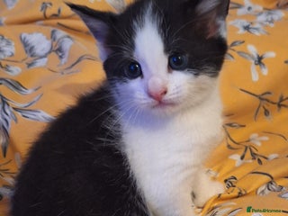 Mixed Breed cats Mixed Half Bengal kittens - Advert 9