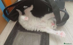 Ragdoll cats for sale: Pure Ragdoll Kittens (2 Male, 2 Female) - Image 7