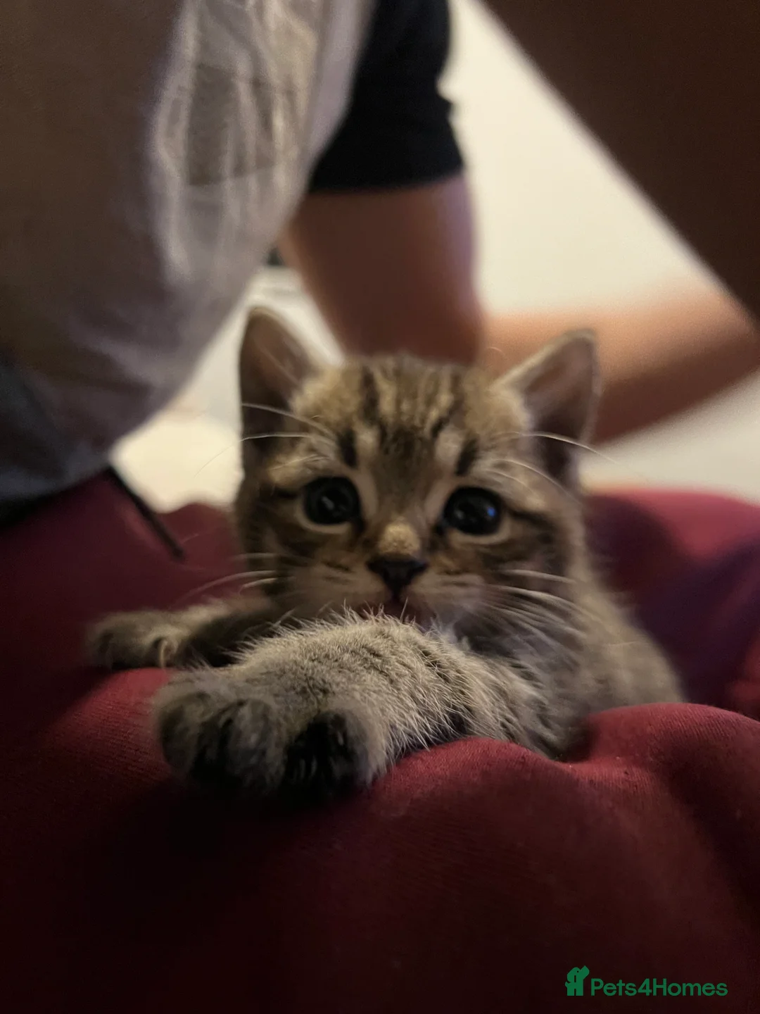 Mixed Breed cats for sale: Blue British shorthair x silver tabby  - Advert 2