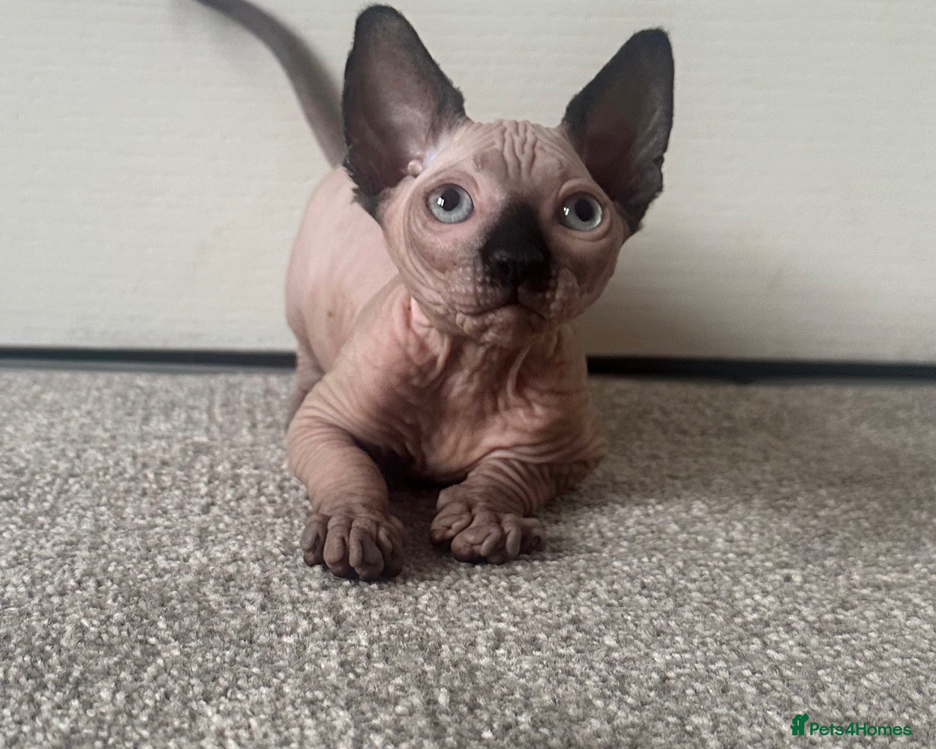 Sphynx cats *REDUCED* Canadian Sphynx kitten  - Advert 5