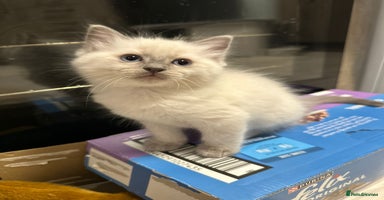 Ragdoll cats - Advert 2