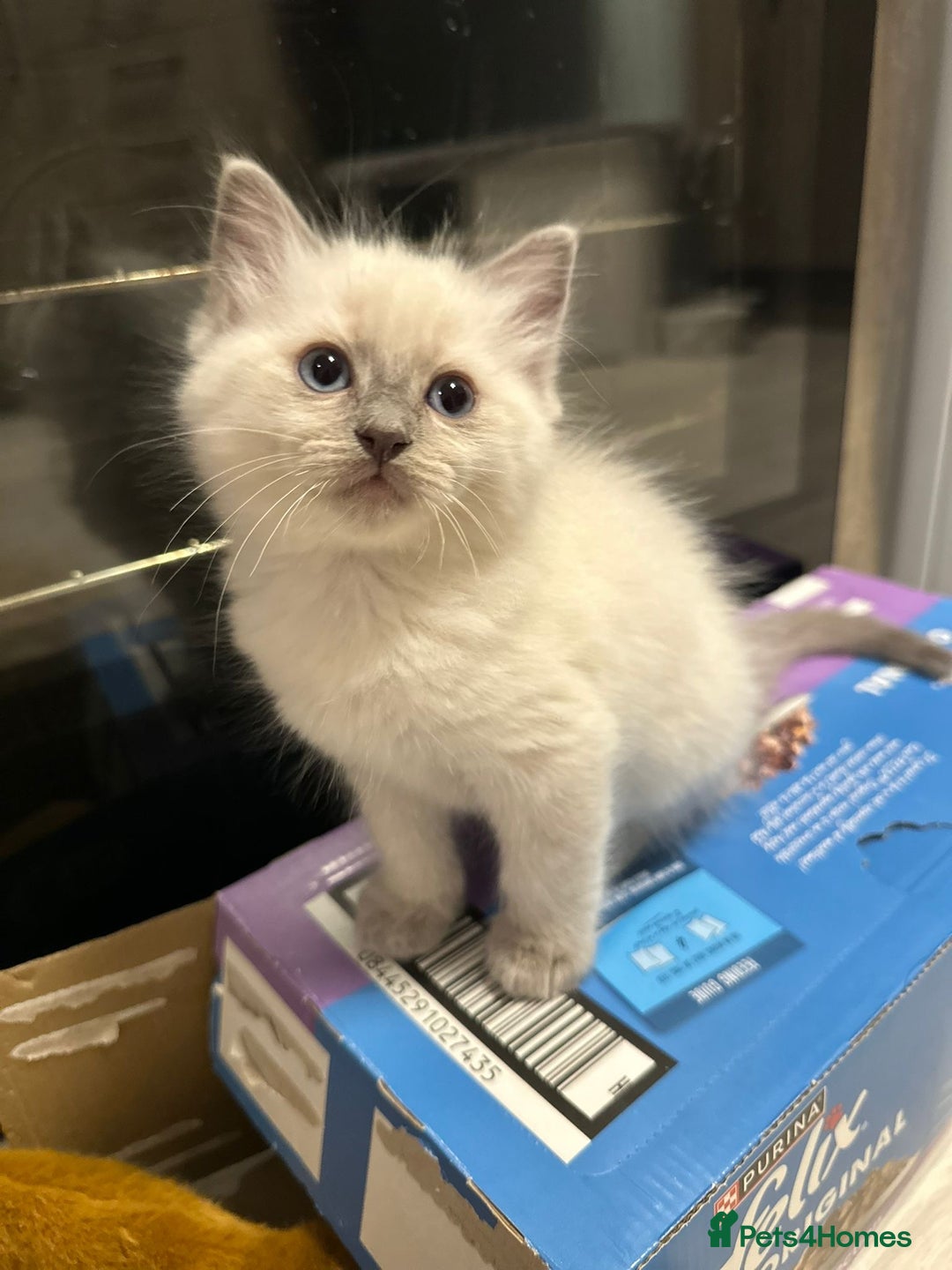 Ragdoll cats for sale: READY NOW Stunning pure breed ragdoll kittens  - Image 2
