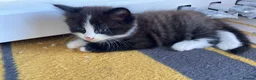 Mixed Breed cats for sale: Cute and playful kittens looking for a new home - Advert 6