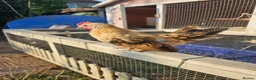 Chickens poultry for sale: 2 Serama chickens - Advert 7