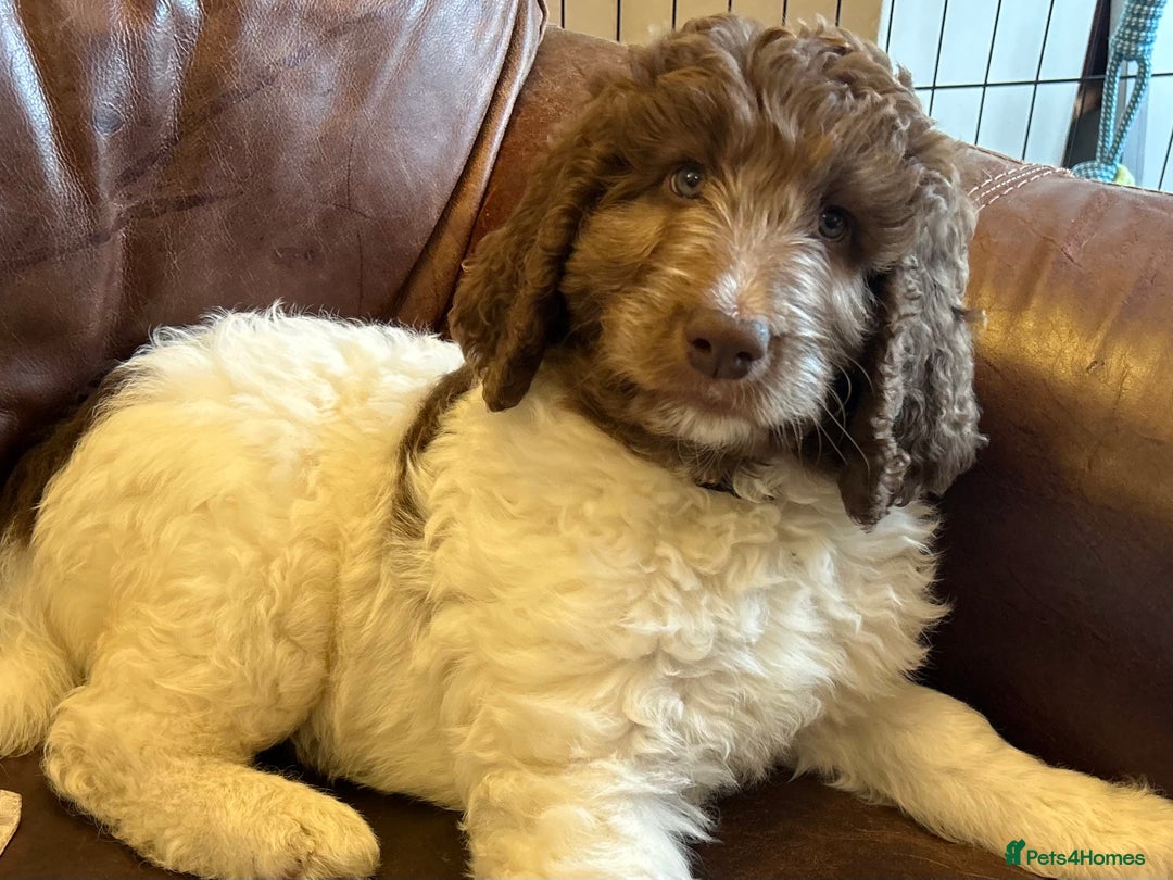 Newfypoo dogs for sale: F1B Newfypoo Girl  - Advert 2