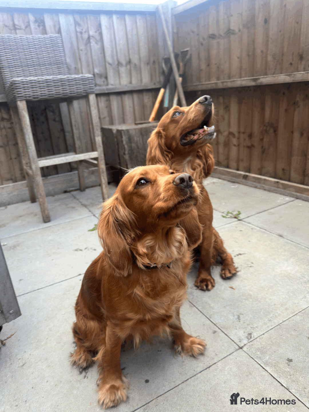 Cocker Spaniel dogs for sale: Pedigree Cocker Spaniel Puppies - Due Sept - Image 12