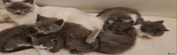 Russian Blue cats for sale: Beautiful Russian Blue Kittens  - Advert 4