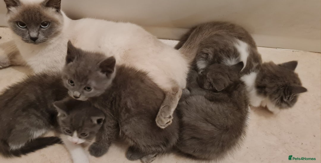 Russian Blue cats for sale: Beautiful Russian Blue Kittens  - Advert 4