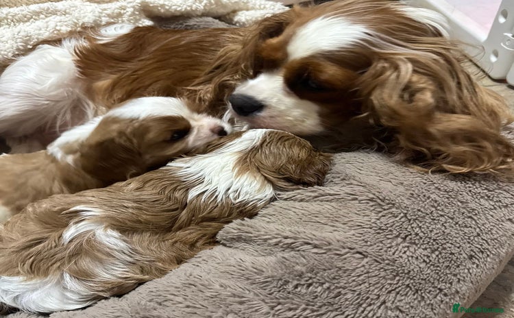 Cavalier King Charles Spaniel dogs - Advert 1
