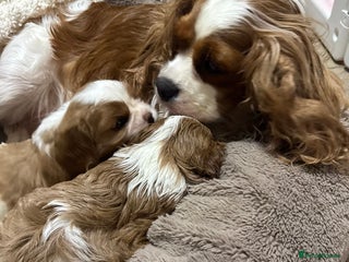 Cavalier King Charles Spaniel dogs - Advert 1