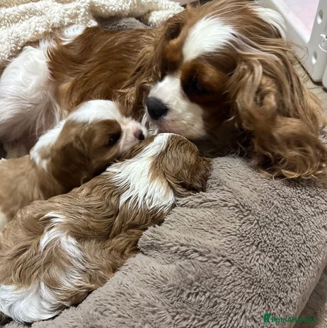 Cavalier King Charles Spaniel dogs - Advert 1