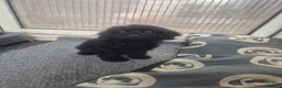 Cockapoo dogs for sale: Cockapoo puppies - Advert 10