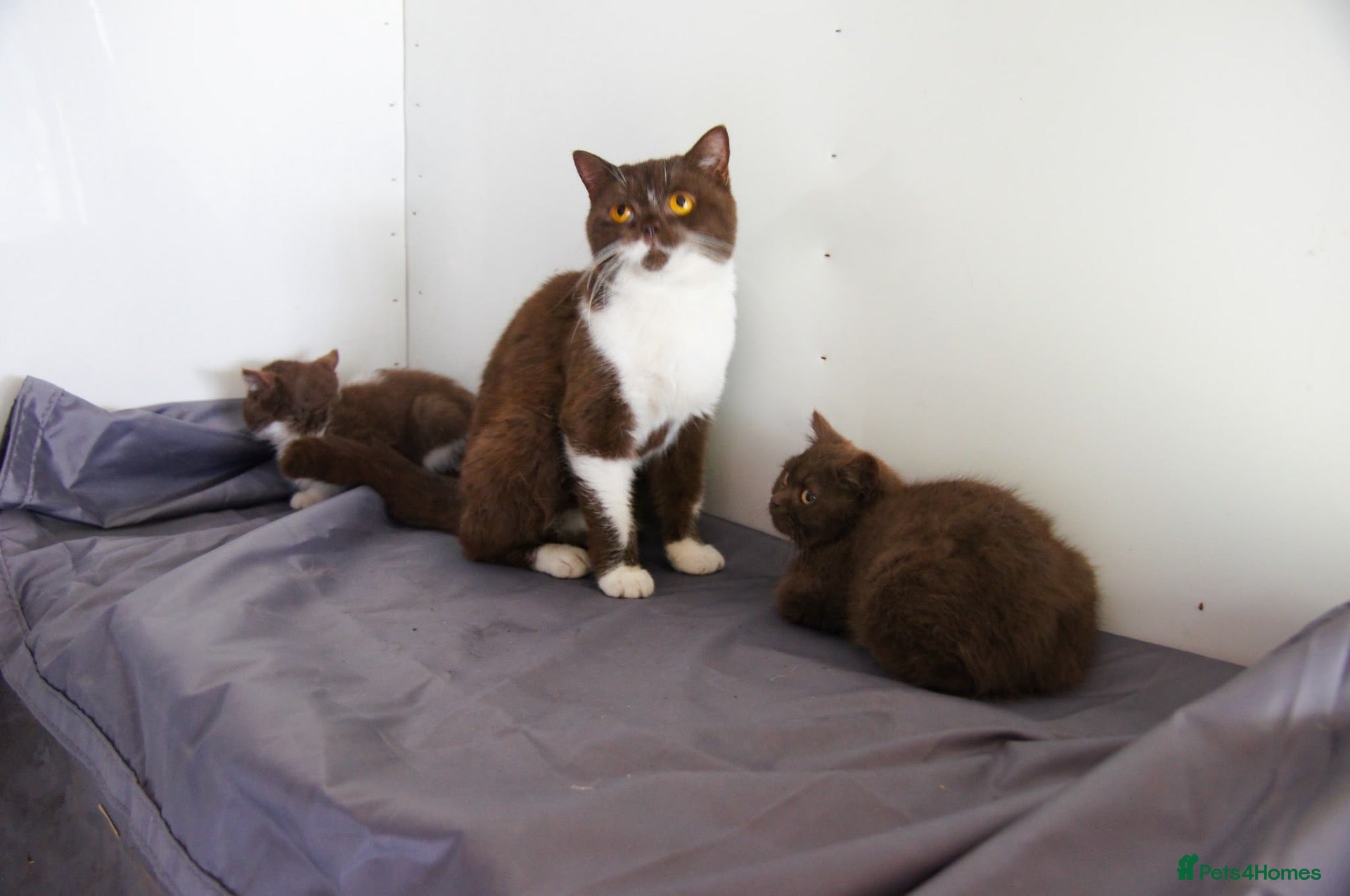 British Shorthair cats British Shorthair Kittens - Advert 5