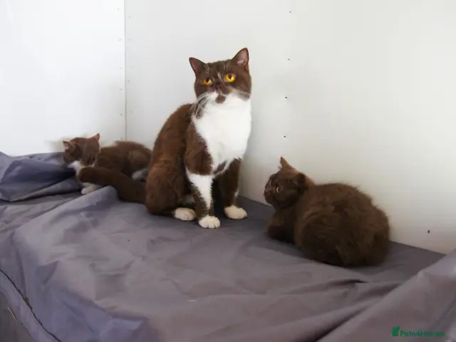 British Shorthair cats TICA British Shorthair Kittens - Advert 7