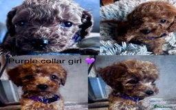 Cockapoo dogs for sale: ✨ READY SOON-Adorable F1B Cockapoo Puppies✨ - Image 3