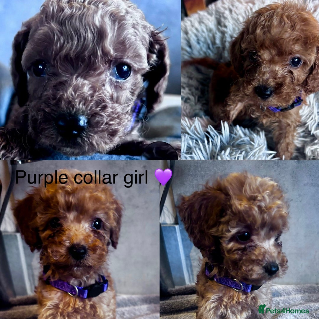 Cockapoo dogs for sale: ✨ READY SOON-Adorable F1B Cockapoo Puppies✨ - Image 3