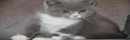 British Shorthair cats for sale: BRITISH SHORTHAIR KITTENS - Advert 9