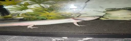 Axolotl reptiles for sale: 2 male axolotl - Advert 5