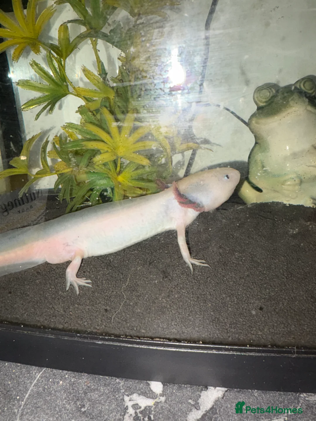 Axolotl reptiles for sale: 2 male axolotl - Advert 5