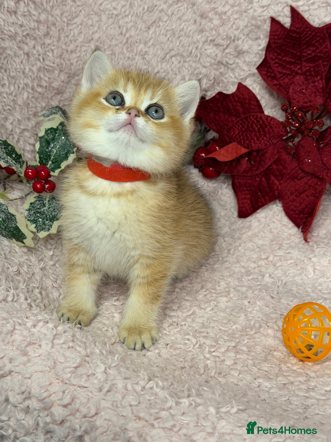 British Shorthair cats for sale: Adorable British shh golden kittens GCCF  - Advert 15
