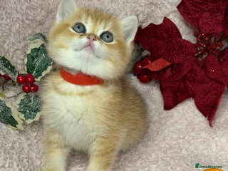 British Shorthair cats Adorable British shh golden kittens GCCF - Advert 7