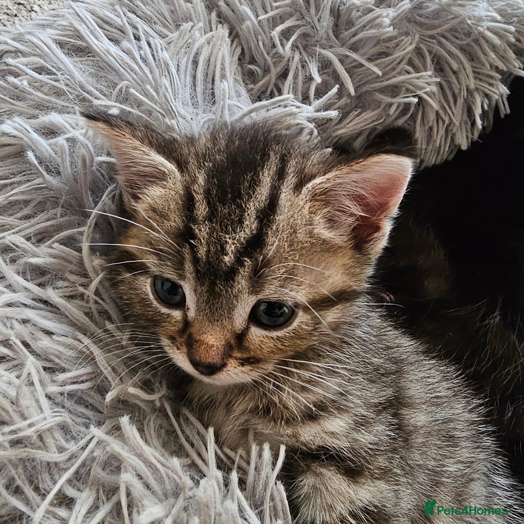 Bengal cats for sale: Bengal Cross kittens - Image 3
