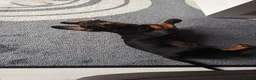 Miniature Dachshund dogs for sale: Pluto for sale  - Advert 3