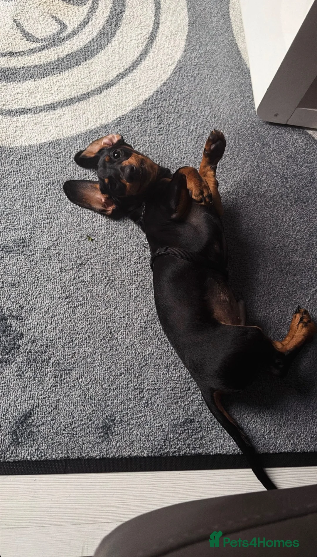 Miniature Dachshund dogs for sale: Pluto for sale  - Advert 3