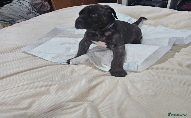 Cane Corso dogs - Advert 1