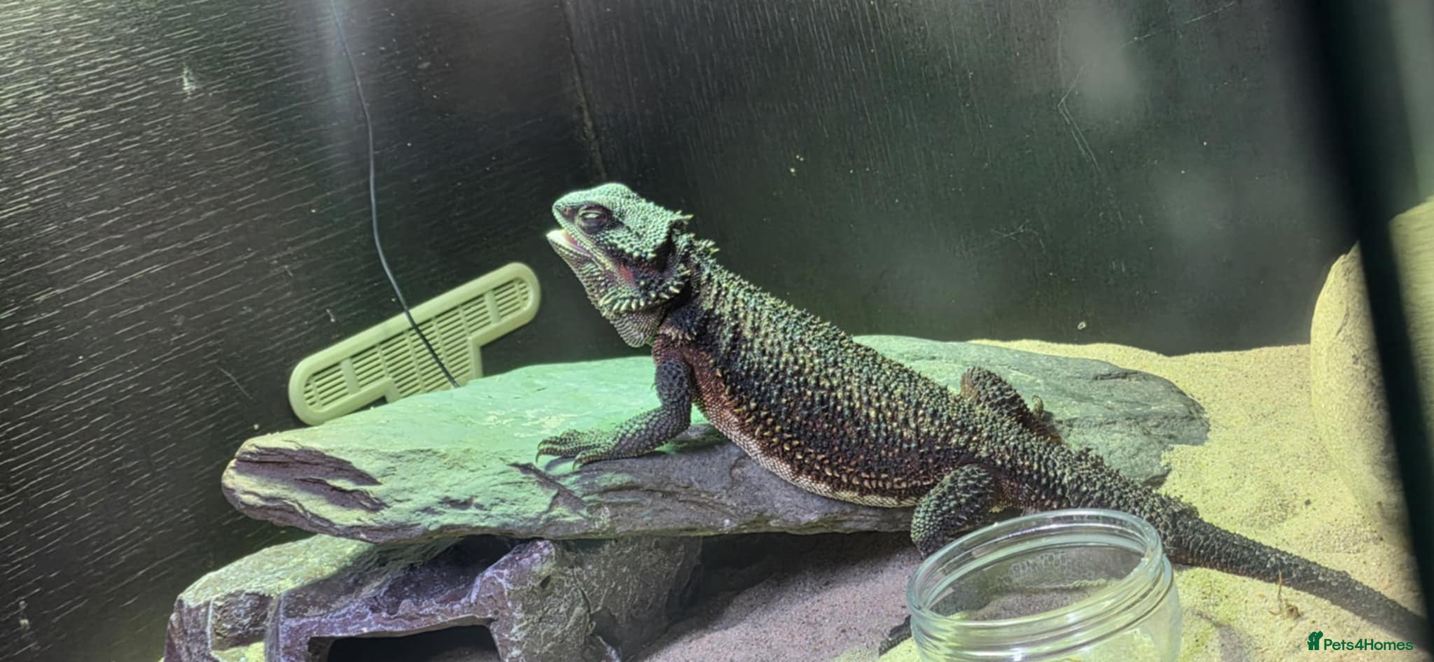 Bearded Dragon reptiles 'Red monster' bearded dragon - Advert 1