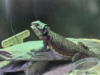 Bearded Dragon reptiles 'Red monster' bearded dragon - Advert 1