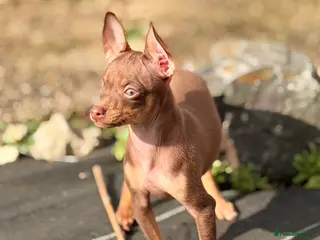 Russian Toy Terrier dogs Available to join your family - Advert 1