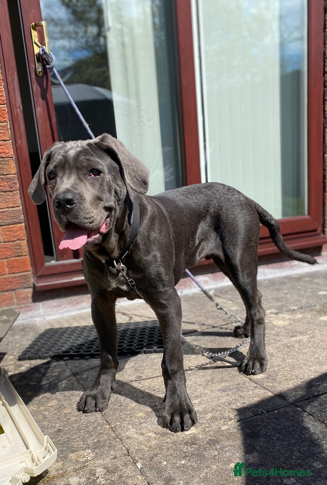 Cane Corso dogs for stud: Cane Corso male stud  - Image 10