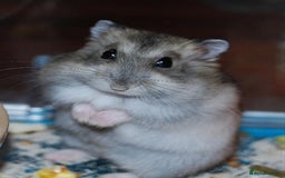 Hamster rodents for sale: Dwarf hamsters for sale 🙂 - Image 8