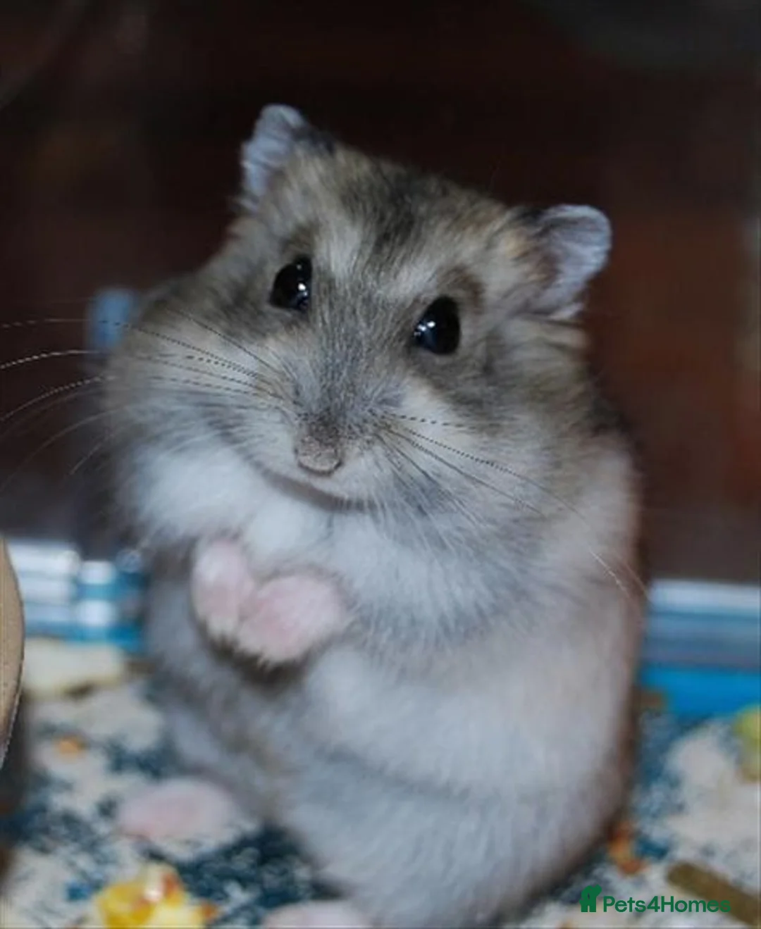 Hamster rodents for sale: Dwarf hamsters for sale 🙂 - Advert 5