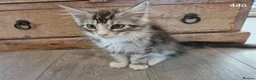 Maine Coon cats for sale: GCCF Maine Coone's 🏆 Champion Bloodline - Advert 12