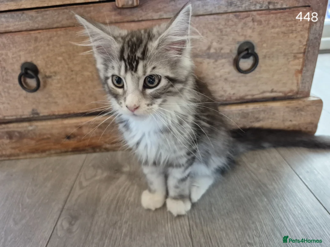 Maine Coon cats for sale: GCCF Maine Coone's, test, Vacc, papers & vet check - Advert 14