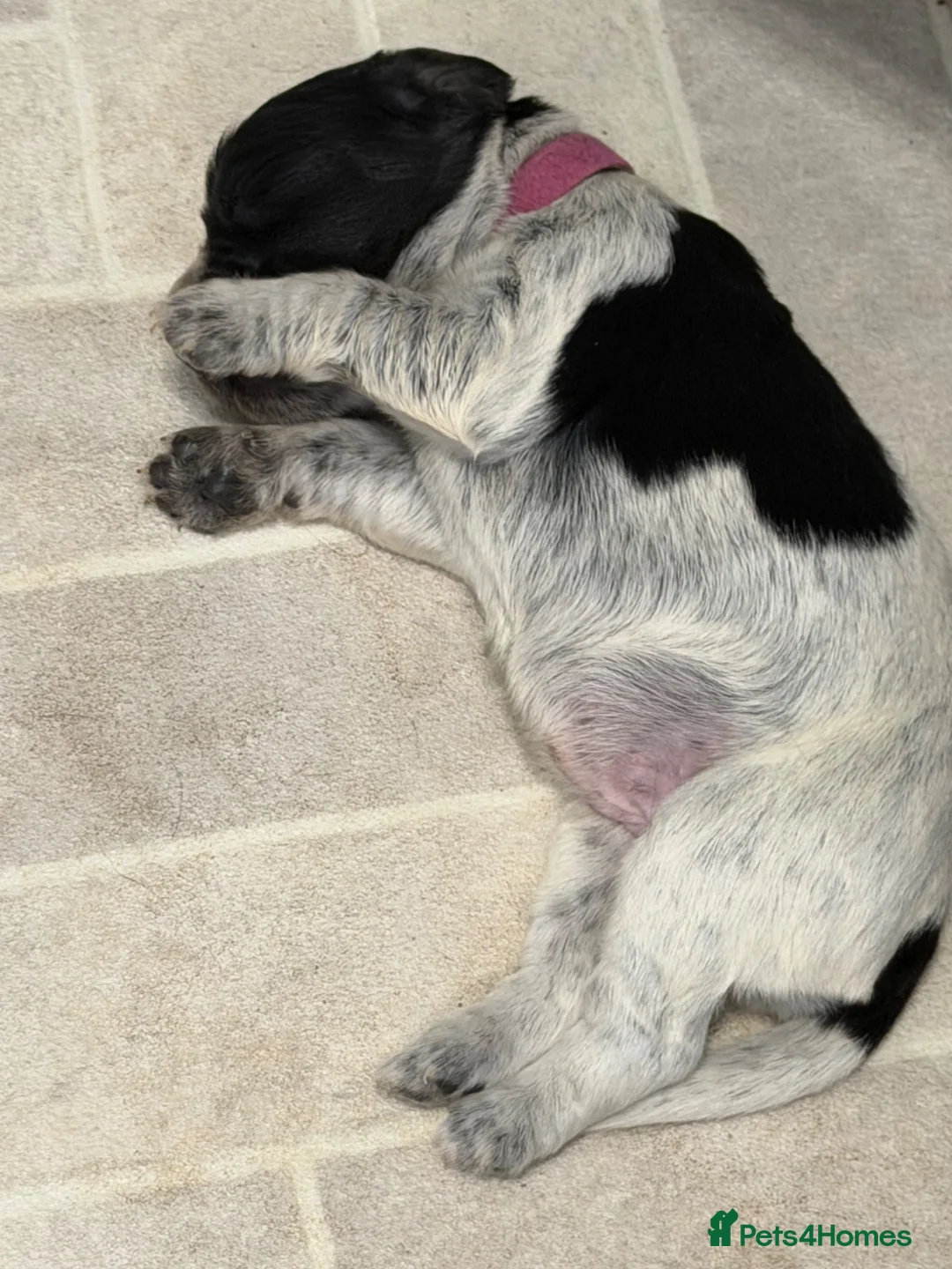 Cocker Spaniel dogs for sale: 3 beautiful cocker spaniel puppies  - Advert 13