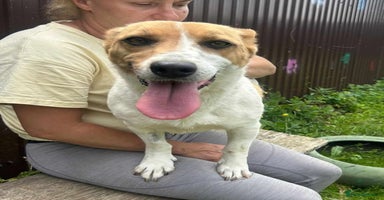 Mixed Breed dogs - Advert 3