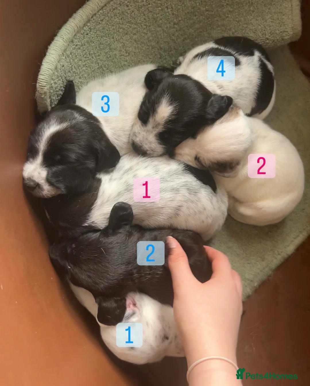 Mixed Breed dogs for sale:  beautiful cocker jack puppies in York - Advert 2