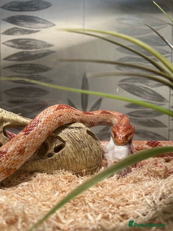 Corn Snake reptiles - Advert 2